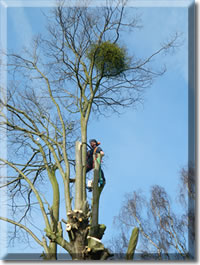 Arboriculture for Stamford, Bourne, Grantham, Market Deeping, Oakham